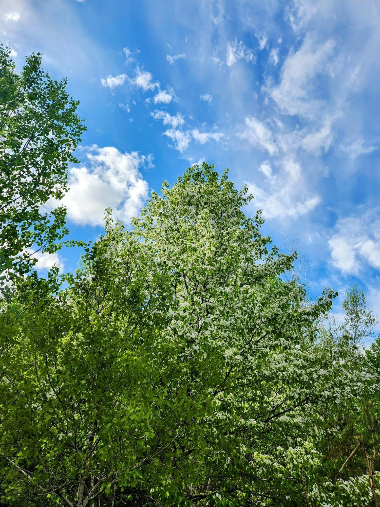 Backyard Bliss In The White Mountains Villa Lincoln Exteriör bild